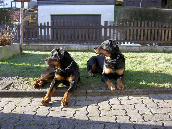 Hunde und -Sport - 