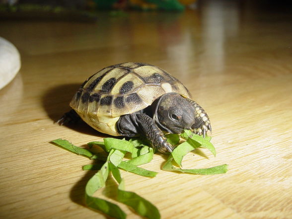 meine schildkröten.!! - 