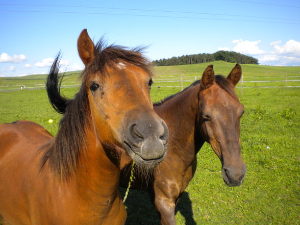 my two horses - 