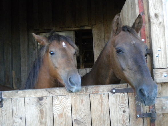 my two horses - 