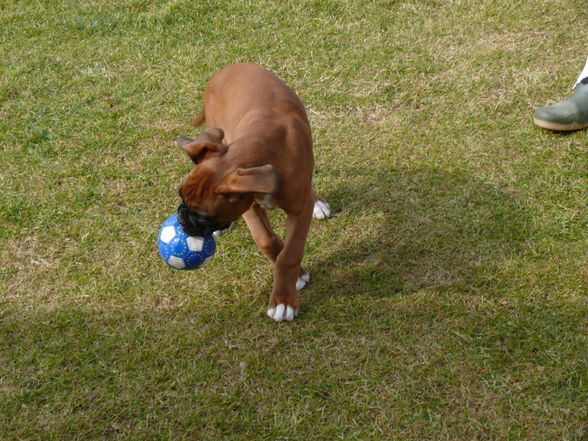 Meine Familie und mein Hund..!! - 