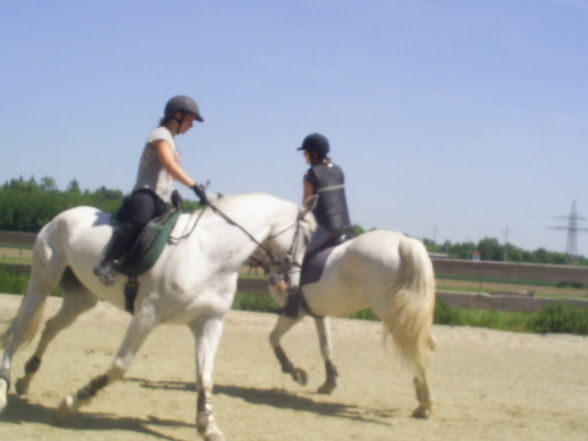 Training Pferdemesse  - 