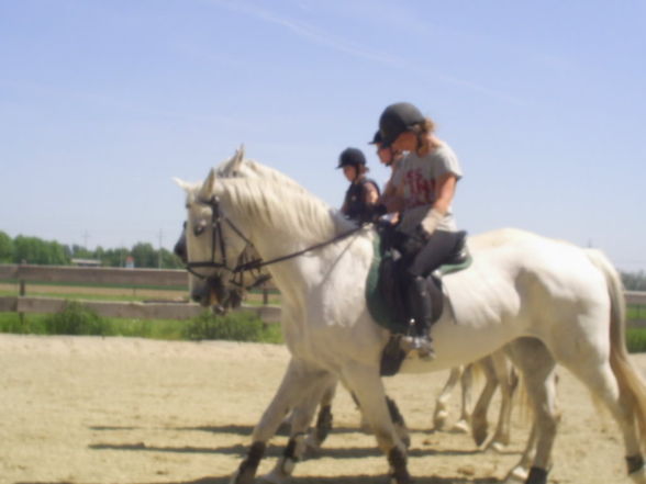 Training Pferdemesse  - 