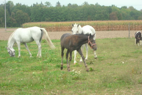 Reiten & im Stall - 