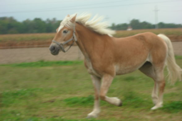 Reiten & im Stall - 