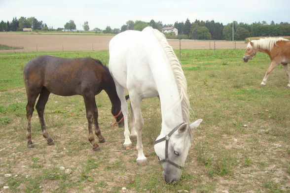 Reiten & im Stall - 