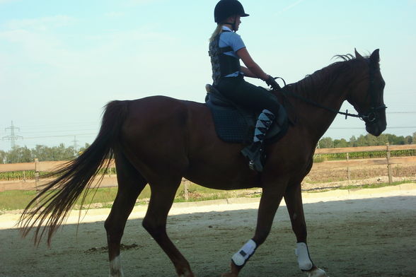 Reiten & im Stall - 