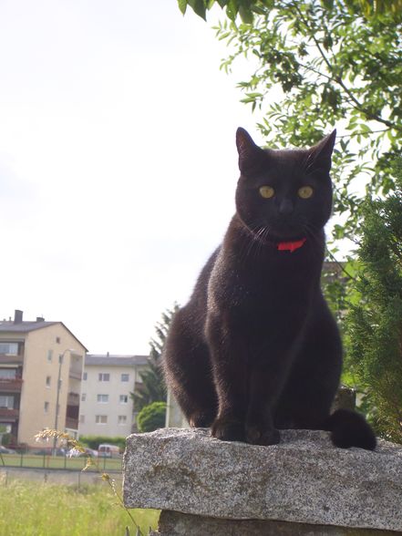 Meine Katze - 