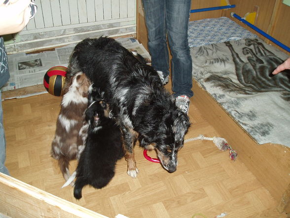 chessy und ihr familie - 