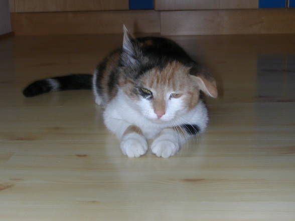 Meine Katze: DAISY - 