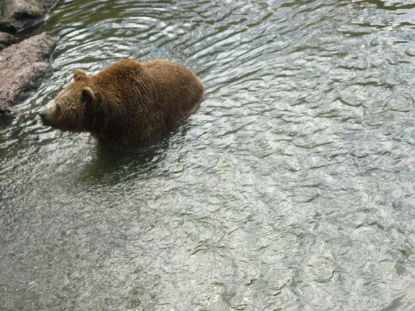 das war tiergarten hagg - 