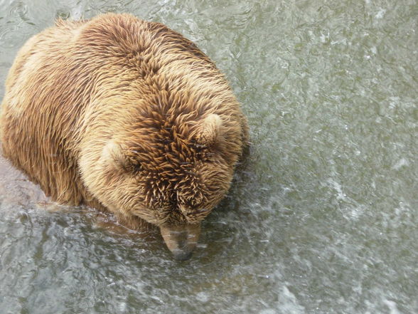 das war tiergarten hagg - 