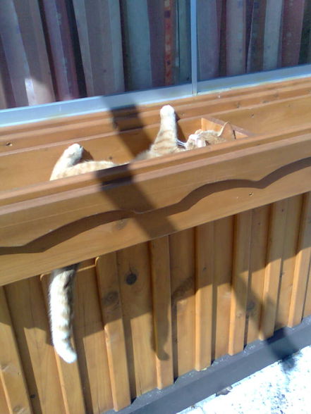 Unser Süßen MItze KAtzn...... - 