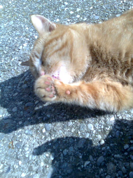 Unser Süßen MItze KAtzn...... - 