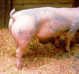 tattooed pigs - 