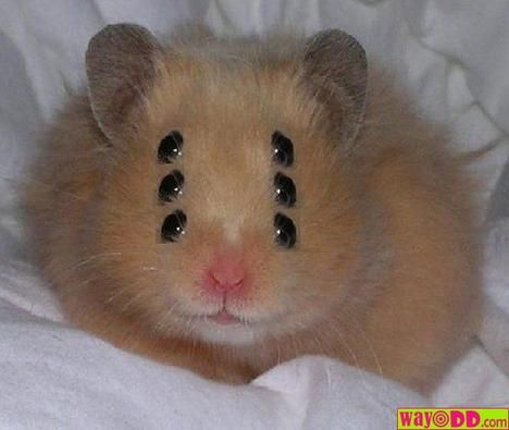 hamster - 