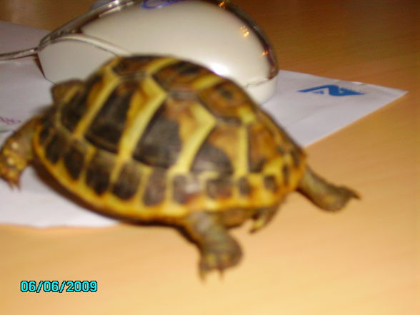 "SCHILDI" meine Schildkröte - 