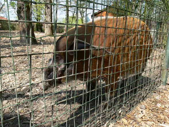 Tierpark - 