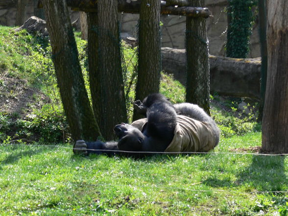 Tierpark - 