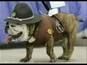 Lustige Tiere - 