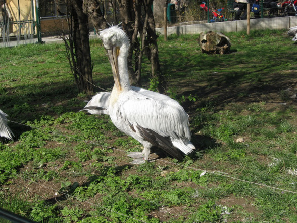 Tiergarten Schönbrunn - 