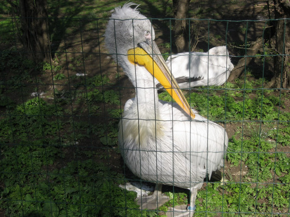 Tiergarten Schönbrunn - 