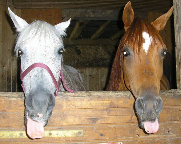 horses,friends and me - 