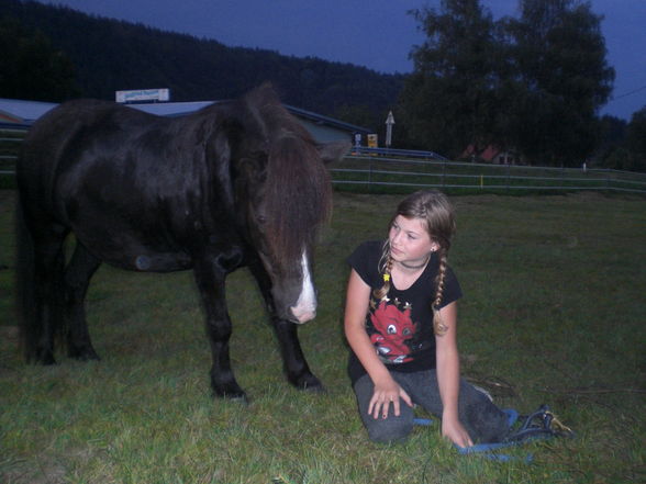 horses,friends and me - 