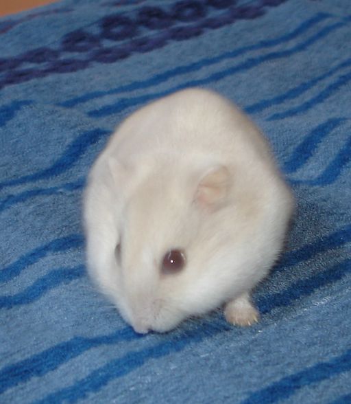 Hamster - 