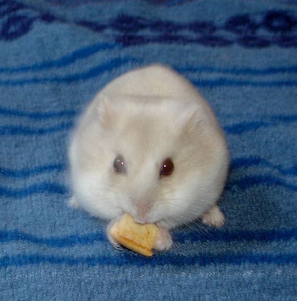 Hamster - 