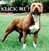 pit bull germany  - 