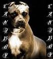 pit bull germany  - 