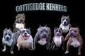 pit bull germany  - 