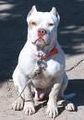 pit bull germany  - 