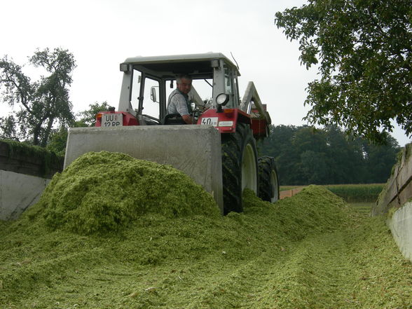 Mais hächseln - 