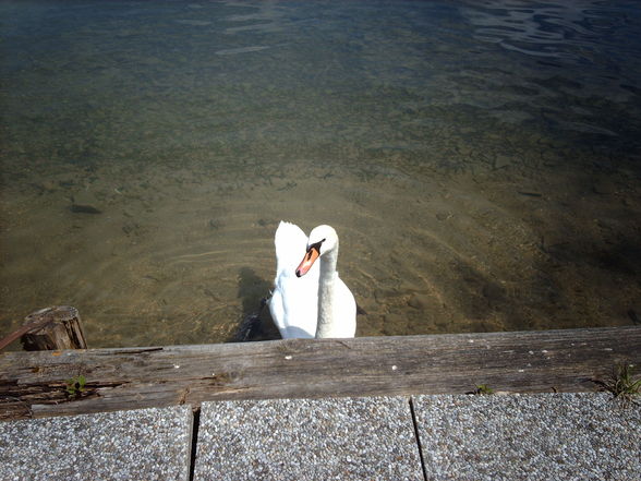 Urlaub am Attersee 2009 - 