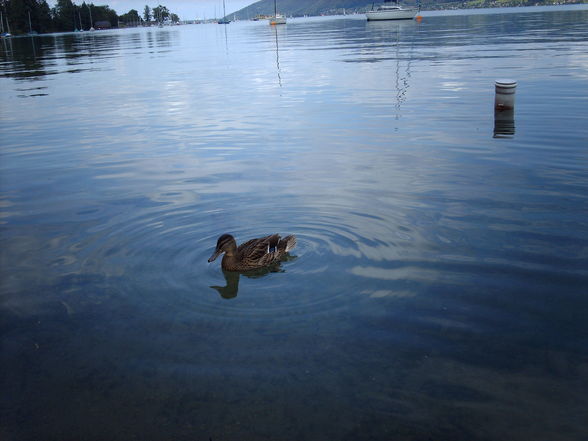 Urlaub am Attersee 2009 - 