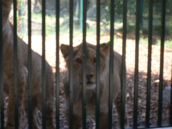 Thaha schönbrunn...xP - 