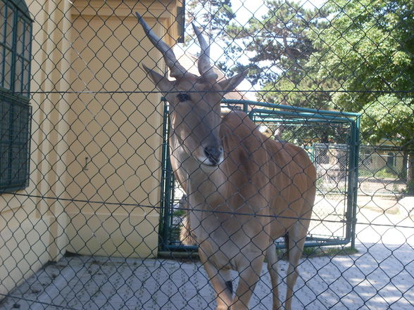 Thaha schönbrunn...xP - 