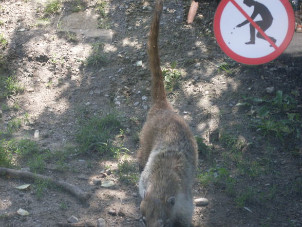 Thaha schönbrunn...xP - 