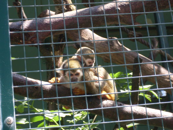 Thaha schönbrunn...xP - 