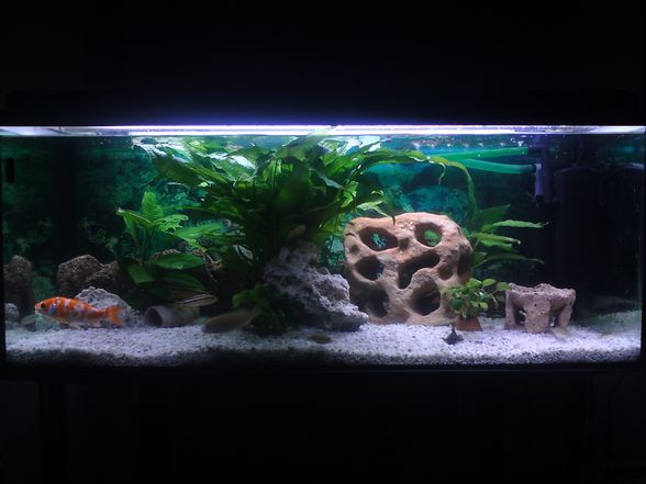 mein aquarium - 