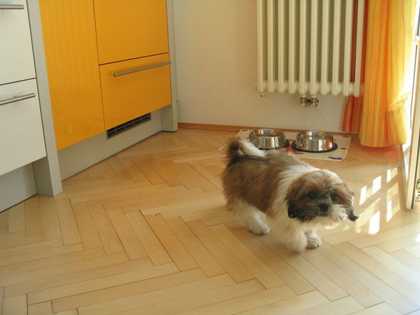 Mei Hund Timmy - 