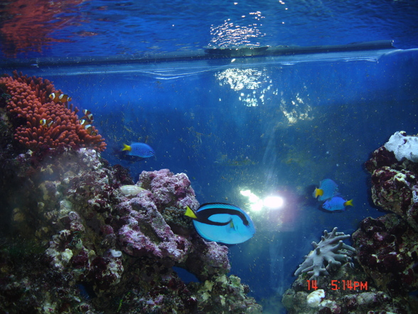 Meerwasseraquarium - 