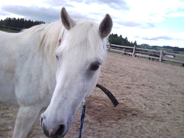 my horse ILY - 