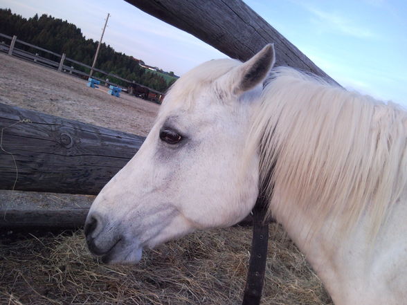 my horse ILY - 