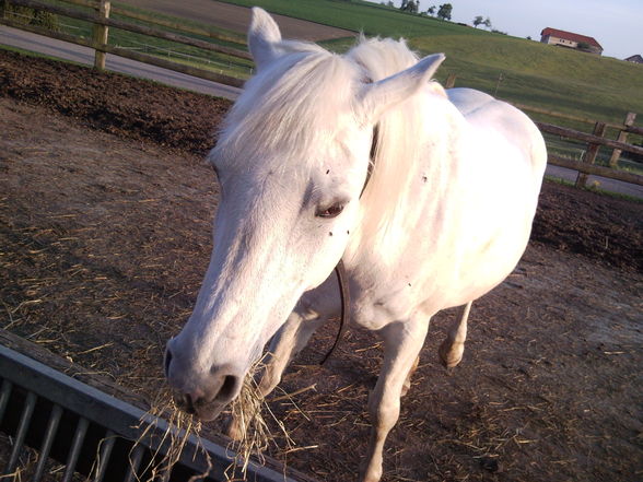 my horse ILY - 