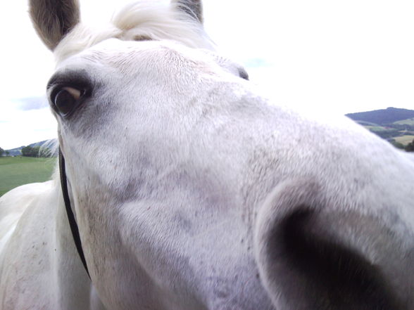 my horse ILY - 