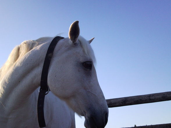 my horse ILY - 