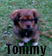 Mein Schatz >>>> Tommy - 